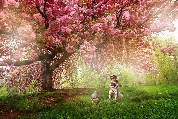 Pink Cherry1
