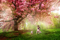 Pink Cherry1